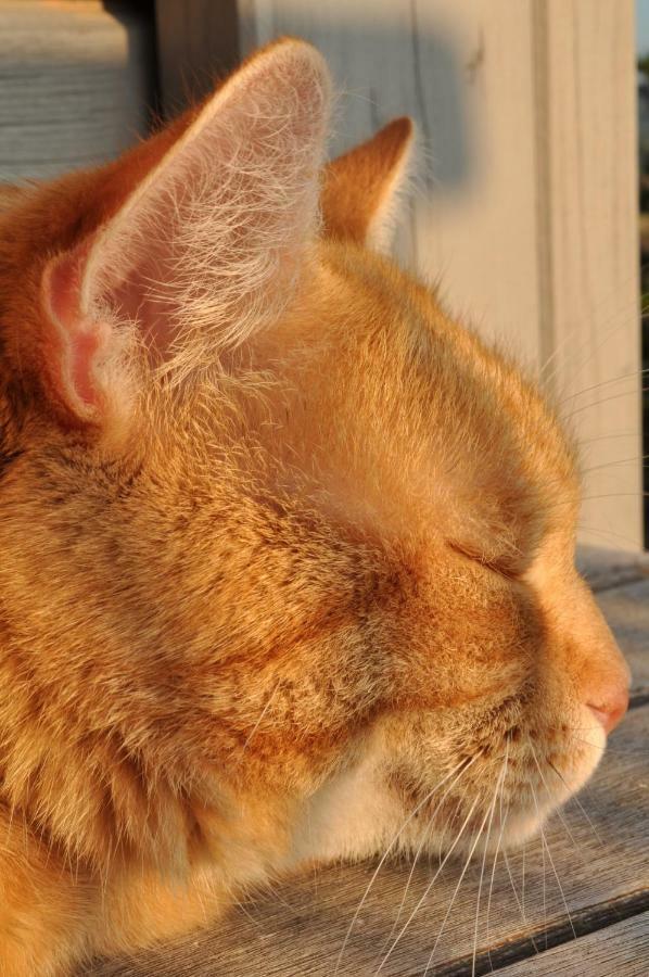 Ferienwohnung Roter Kater Am Nationalpark Eifel Bergbuir Zewnętrze zdjęcie